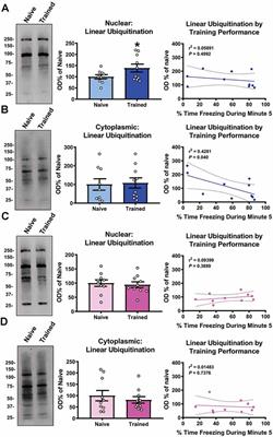 Sex-Specific Linear Polyubiquitination Is a Critical Regulator of Contextual Fear Memory Formation